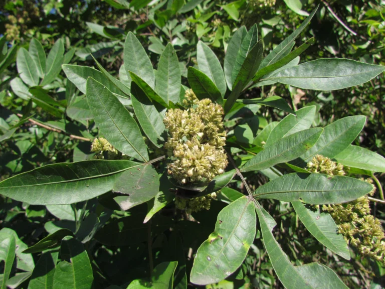 Mikania glomerata (26)