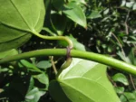 Mikania glomerata (25)