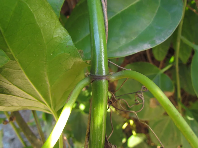 Mikania glomerata (20)