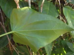 Mikania glomerata (21)
