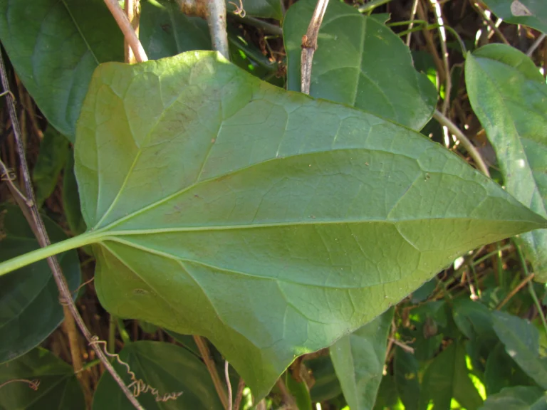 Mikania glomerata (21)