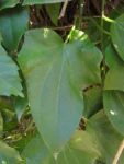 Mikania glomerata (19)