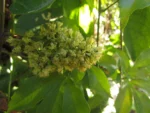 Mikania glomerata (16)