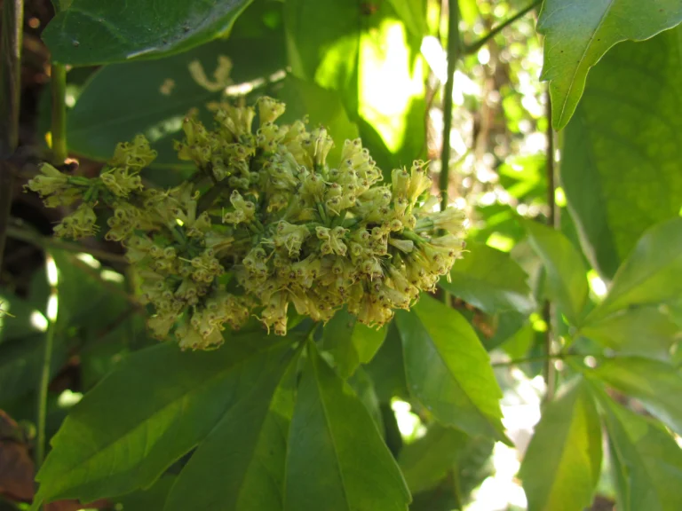 Mikania glomerata (16)