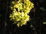 Mikania glomerata (13)