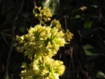 Mikania glomerata (14)
