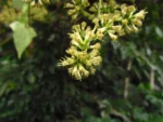 Mikania glomerata (4)