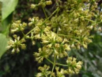 Mikania glomerata (3)