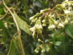 Mikania burchellii (6)