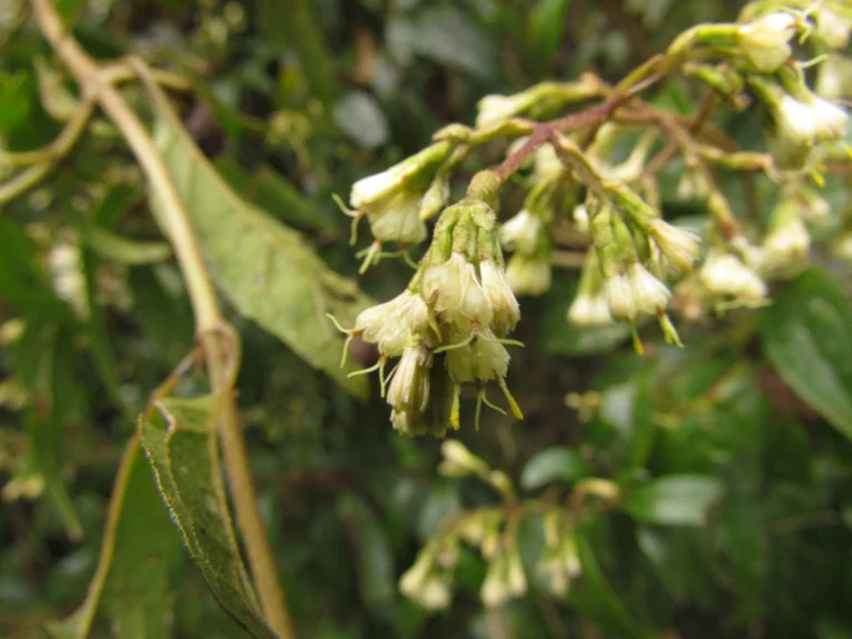 Mikania burchellii (7)