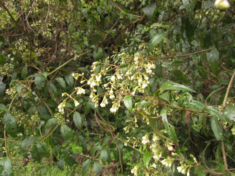 Mikania burchellii (5)