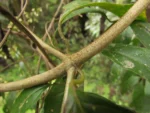 Mikania burchellii (2)