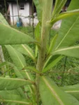 Lactuca indica (14)