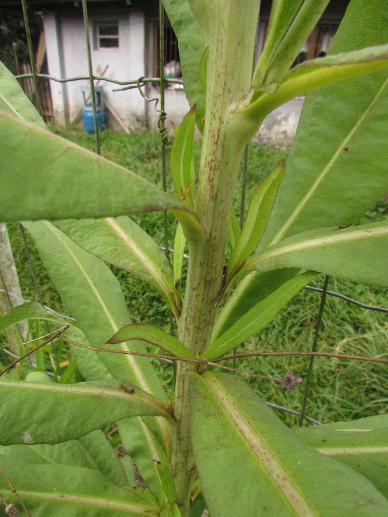 Lactuca indica (14)
