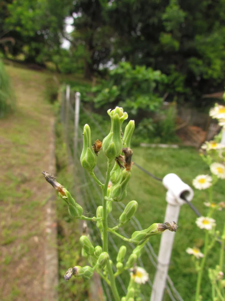 Lactuca indica (11)