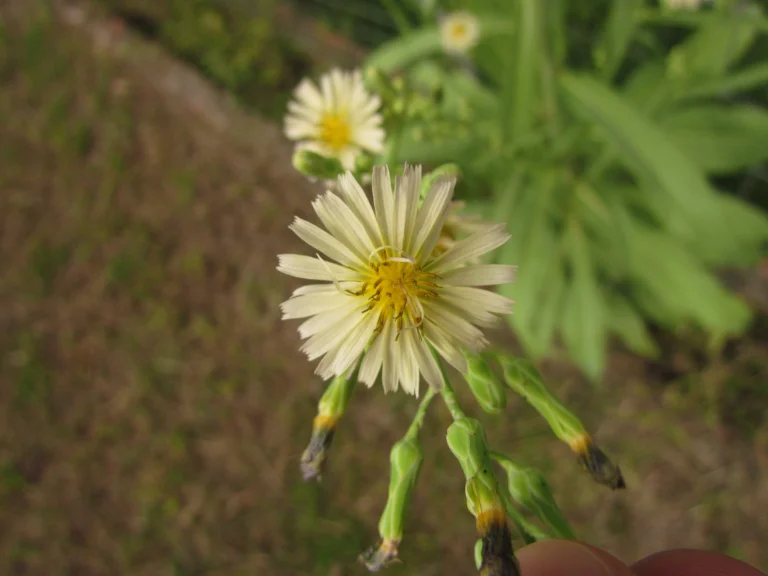 Lactuca indica (5)