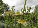 Lactuca indica (2)