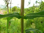 Lactuca canadensis (13)