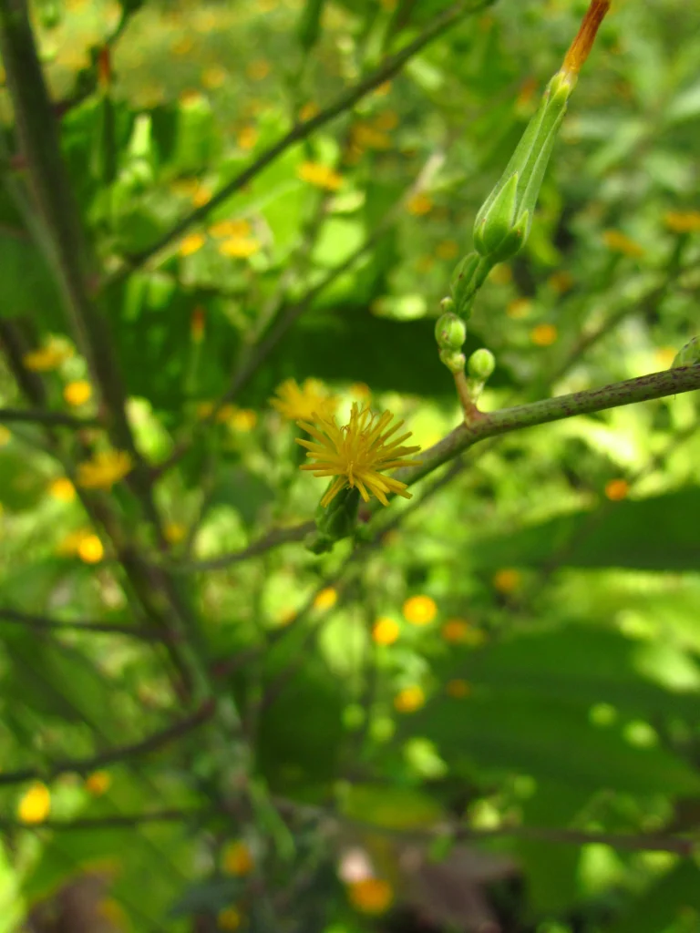 Lactuca canadensis (5)