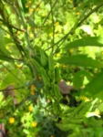 Lactuca canadensis (4)