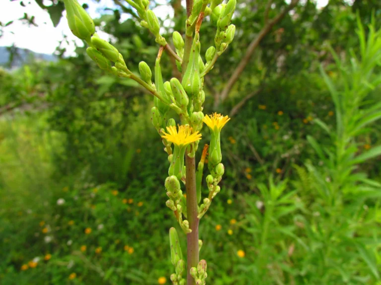 Lactuca canadensis (2)