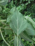 Kaunia rufescens (17)