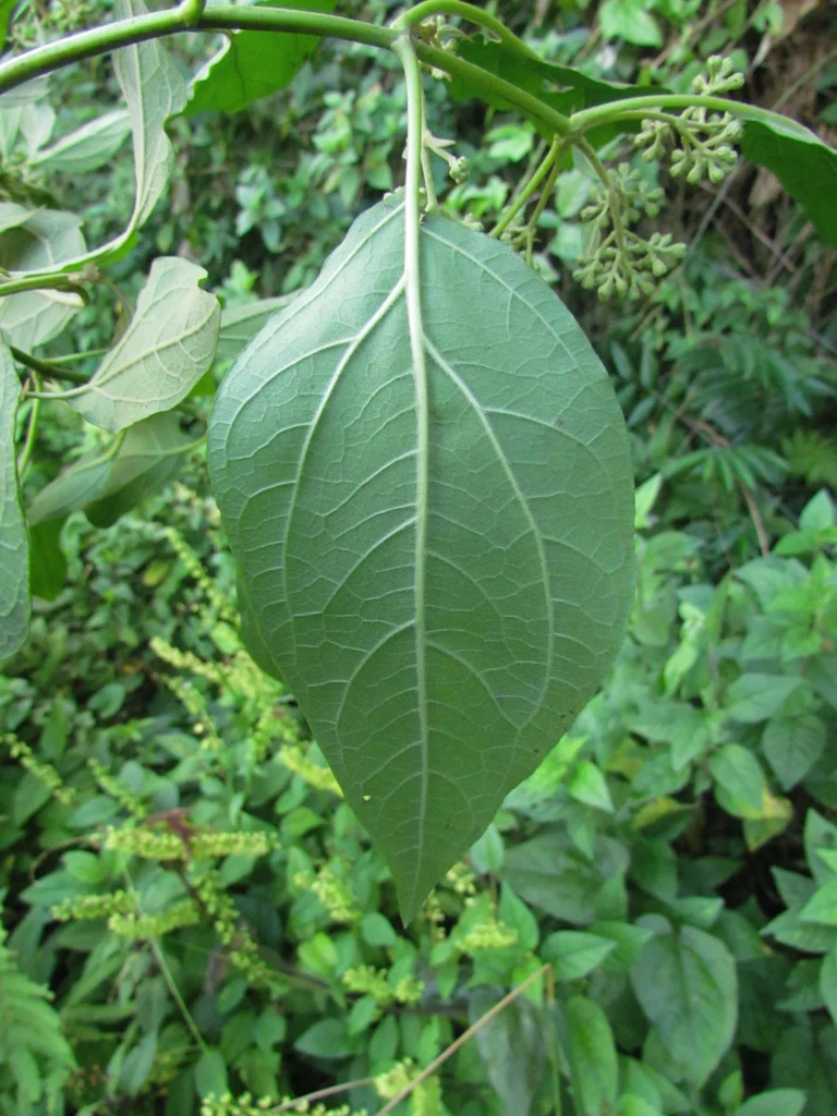 Kaunia rufescens (16)