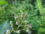 Kaunia rufescens (13)