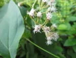 Kaunia rufescens (10)