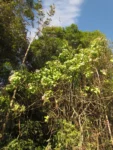 Kaunia rufescens (1)