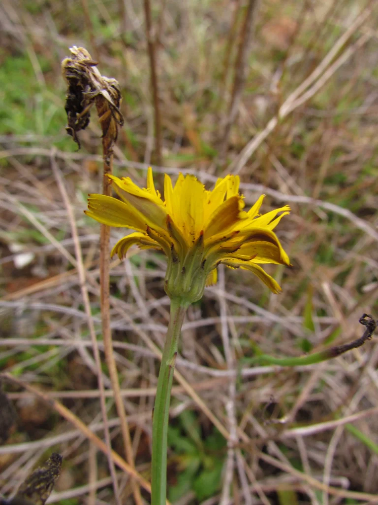 Hypochaeris radicata (6)