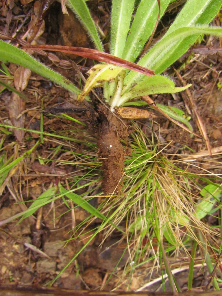 Hypochaeris megapotamica (4)
