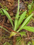 Hypochaeris megapotamica (2)