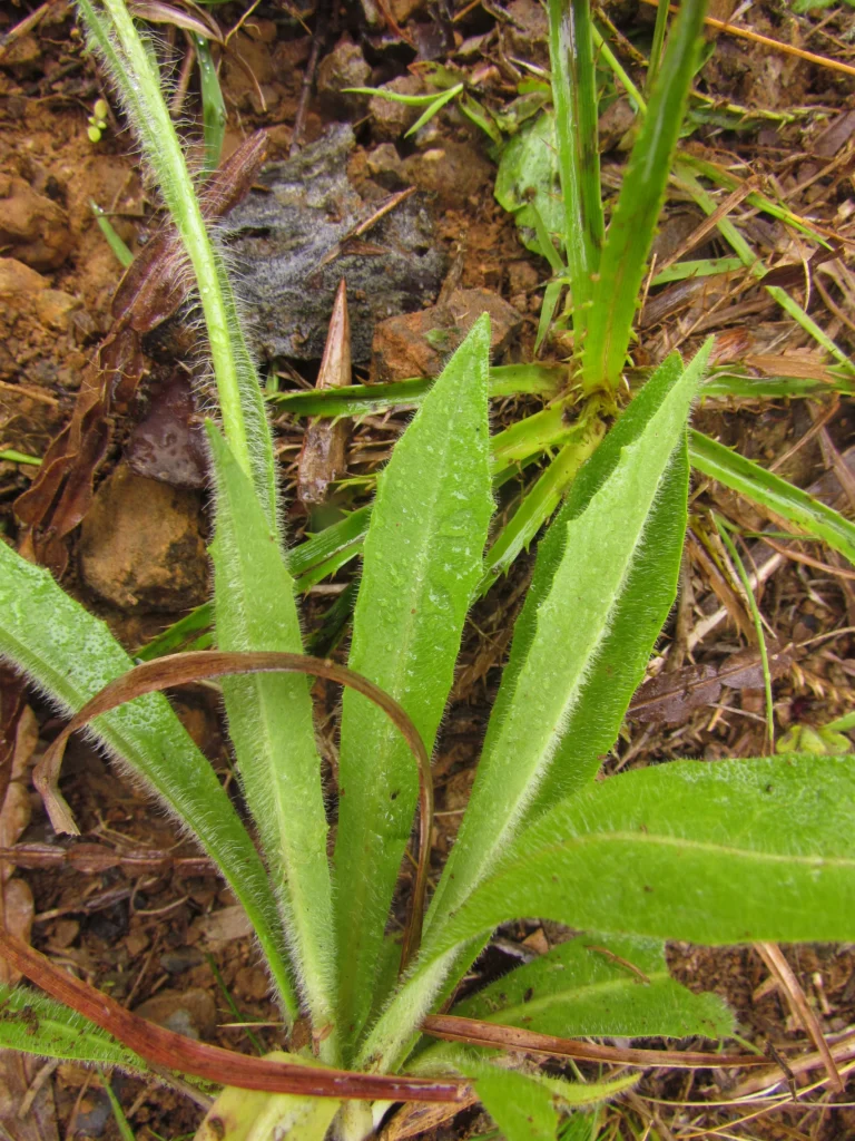 Hypochaeris megapotamica (3)