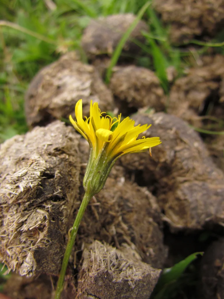 Hypochaeris lutea (6)