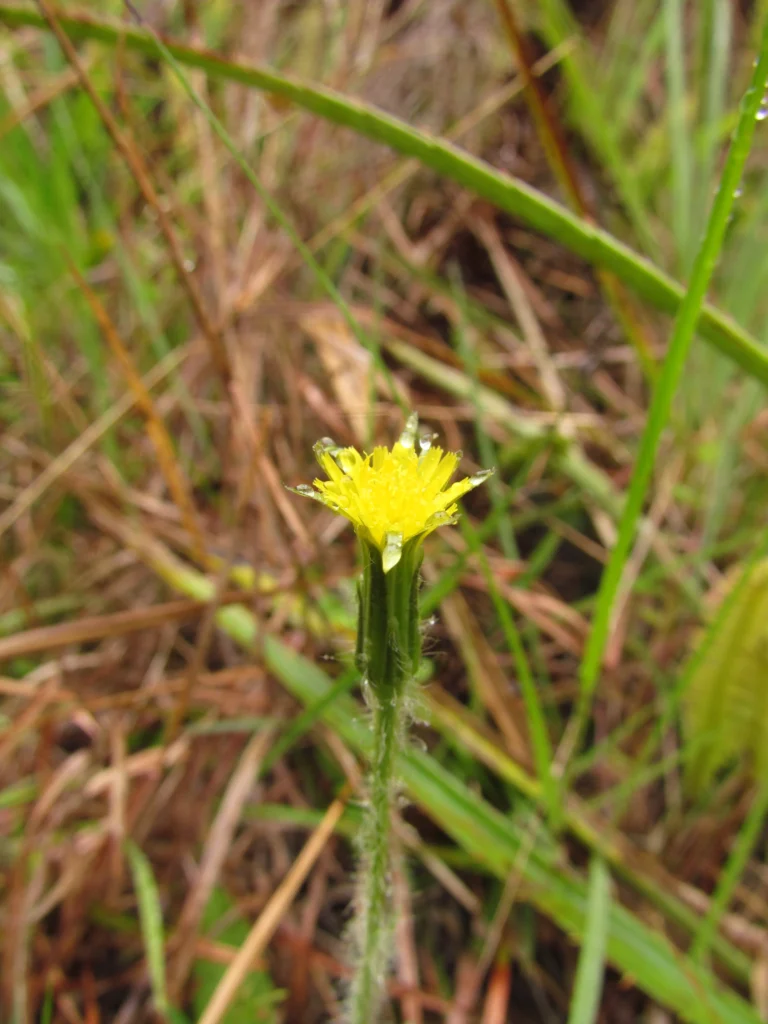 Hypochaeris megapotamica (1)