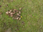 Hypochaeris lutea (4)