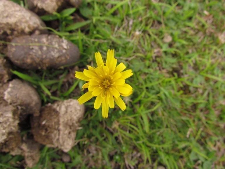 Hypochaeris lutea (5)