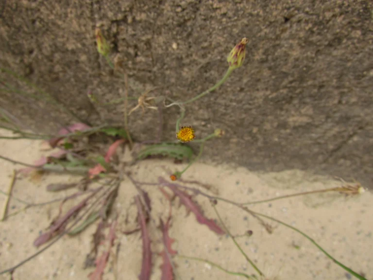 Hypochaeris glabra (8)