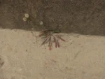 Hypochaeris glabra (7)