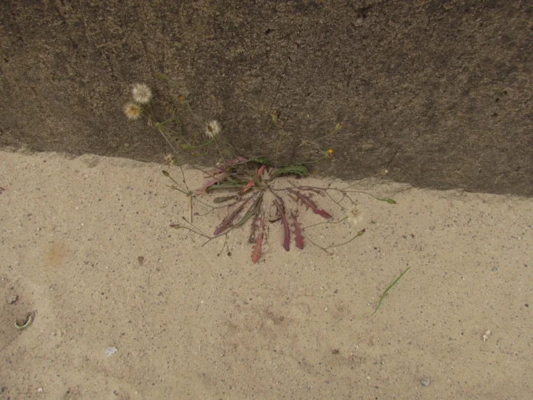 Hypochaeris glabra (5)