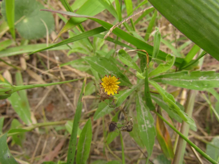 Hypochaeris glabra (2)