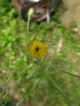 Hypochaeris chillensis (84)