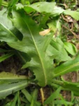 Hypochaeris chillensis (75)