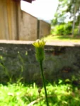 Hypochaeris chillensis (65)