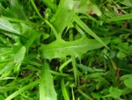 Hypochaeris chillensis (63)