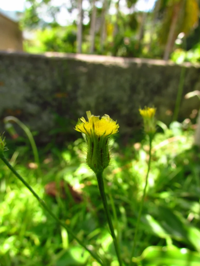 Hypochaeris chillensis (59)