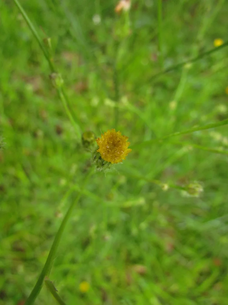 Hypochaeris chillensis (47)