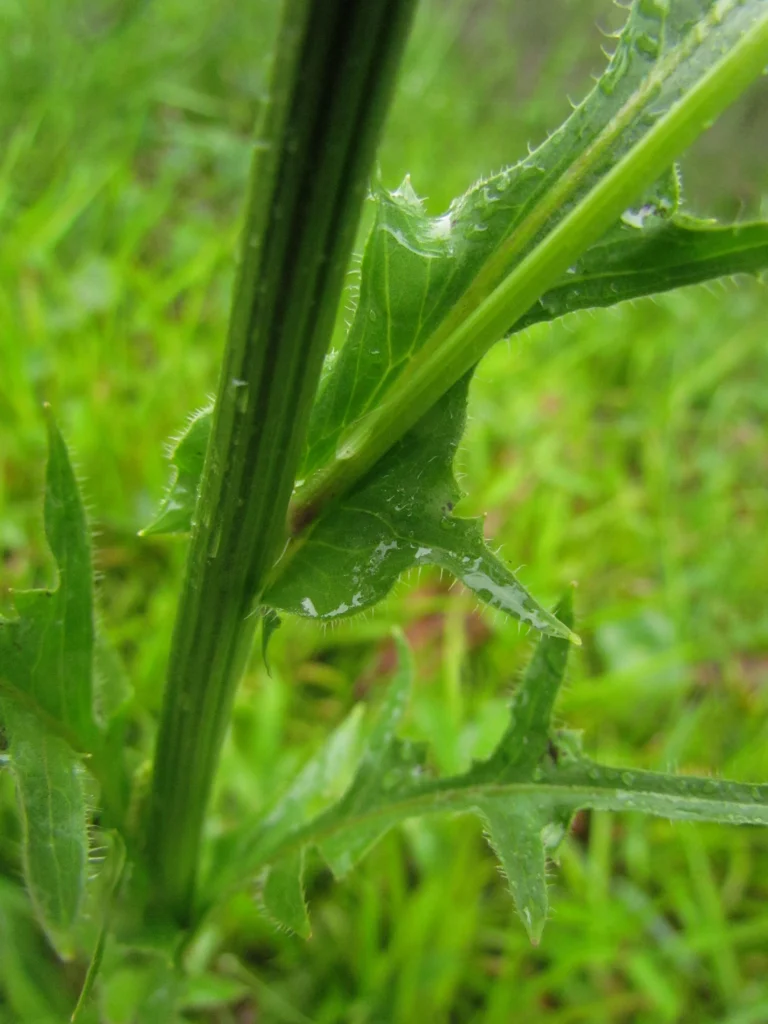 Hypochaeris chillensis (45)