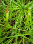 Hypochaeris chillensis (43)